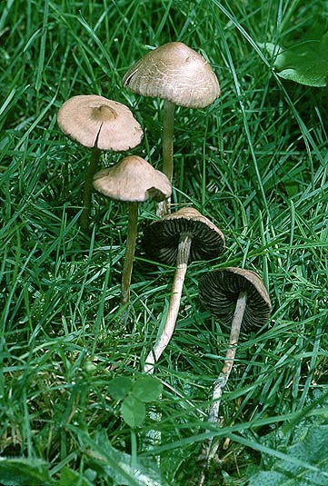 Panaeolus castaneifolius